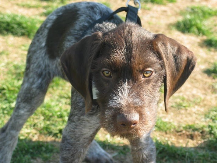 Dog attack outside Sandowne Elementary