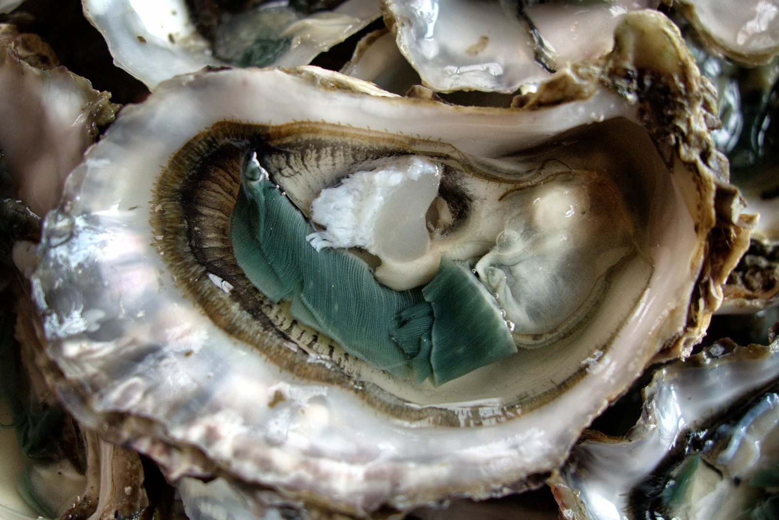 Shellfish Illnesses hit a record high