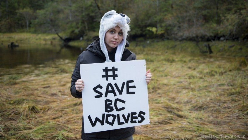 Saving B.C. Wolves