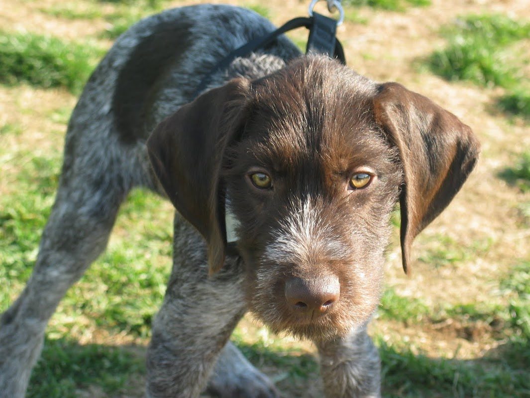 City retains Coastal Animal Control Services of BC for another five years