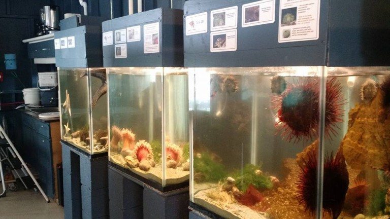 Local diving company teams up with Campbell River Aquarium