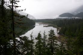 New trust to help the Great Bear Rainforest