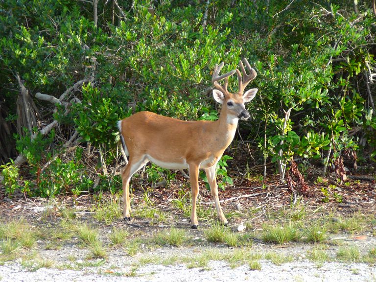 Wildlife Federation raising concerns about animal populations