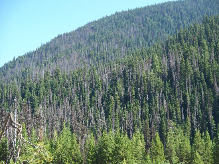 Province Going Abroad to Develop Forestry Sector