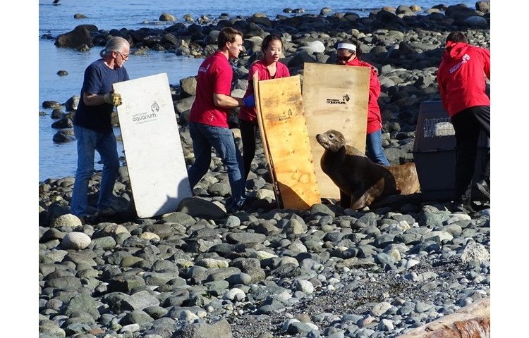 Sea lion rescued in Campbell River