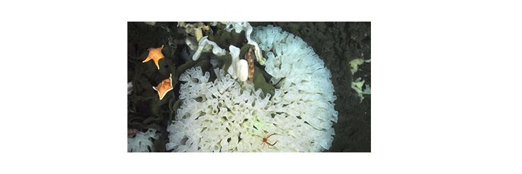 Hecate Strait and Queen Charlotte Sound Glass Sponge Reefs up for UNESCO designation