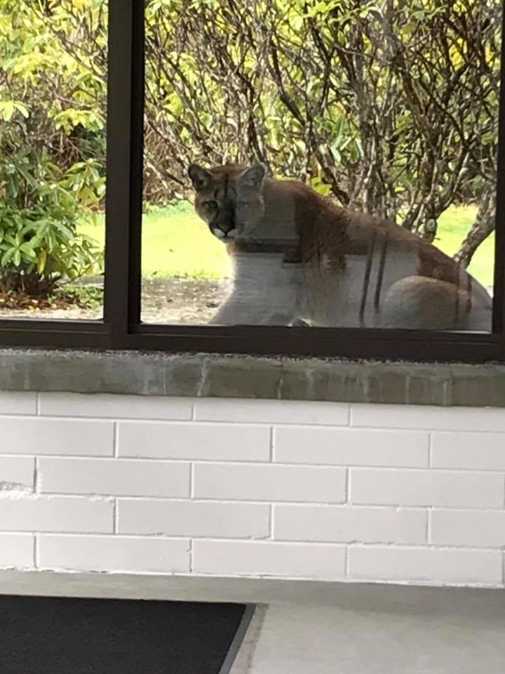 Cougar sighting at Port Hardy hospital
