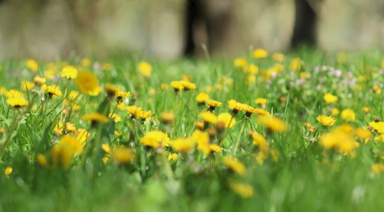 City to begin spraying for weeds