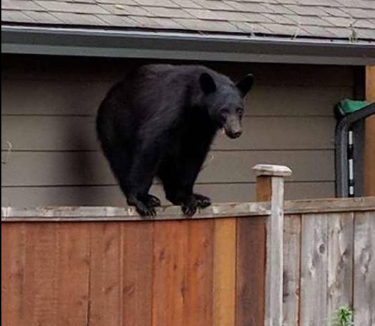 “The bears are in town,” say RCMP