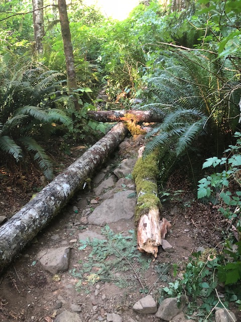 Force of tree left “no hope” for woman killed on Ripple Rock Trail