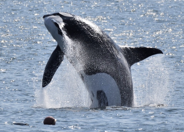 Fireworks show going ahead as planned, despite concerns over orca