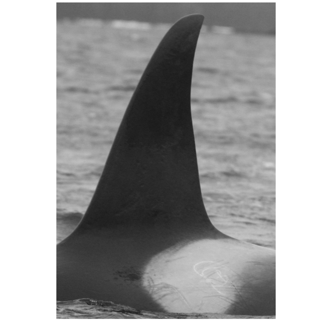Nautical Days fireworks could be moved due to harbour orca