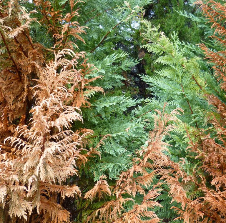 Our cedars are suffering from consecutive years of drought