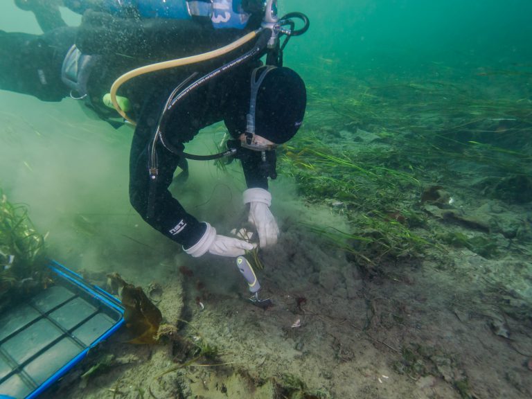 Eelgrass planting completed at the Campbell River estuary