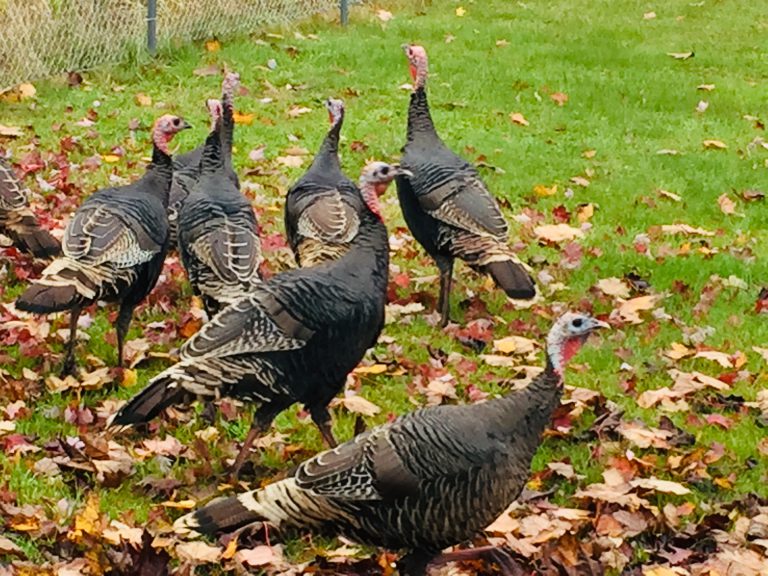 Rogue turkeys invade Merville backyard 