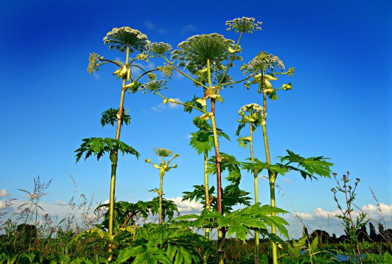 City warns residents of hogweed, instructions on disposal