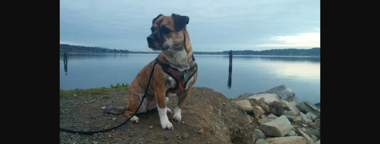 UPDATE: car accident victim’s missing dog found