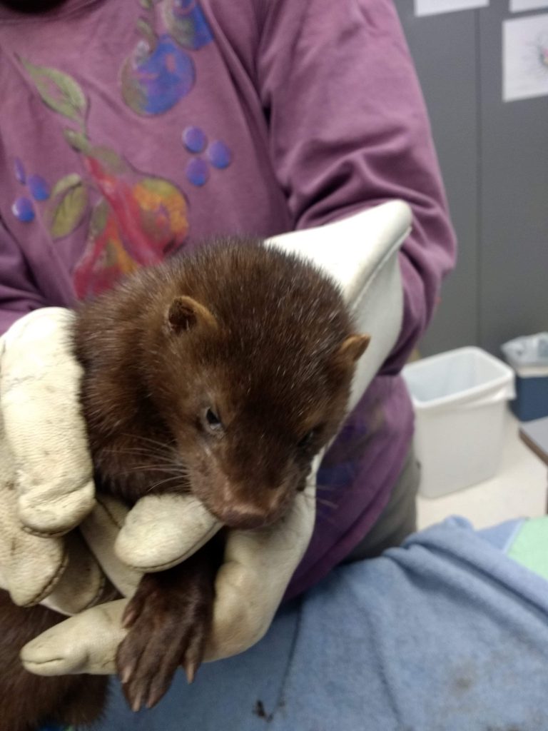 Injured mink spotted in town too injured, euthanized: MARS Wildlife Rescue