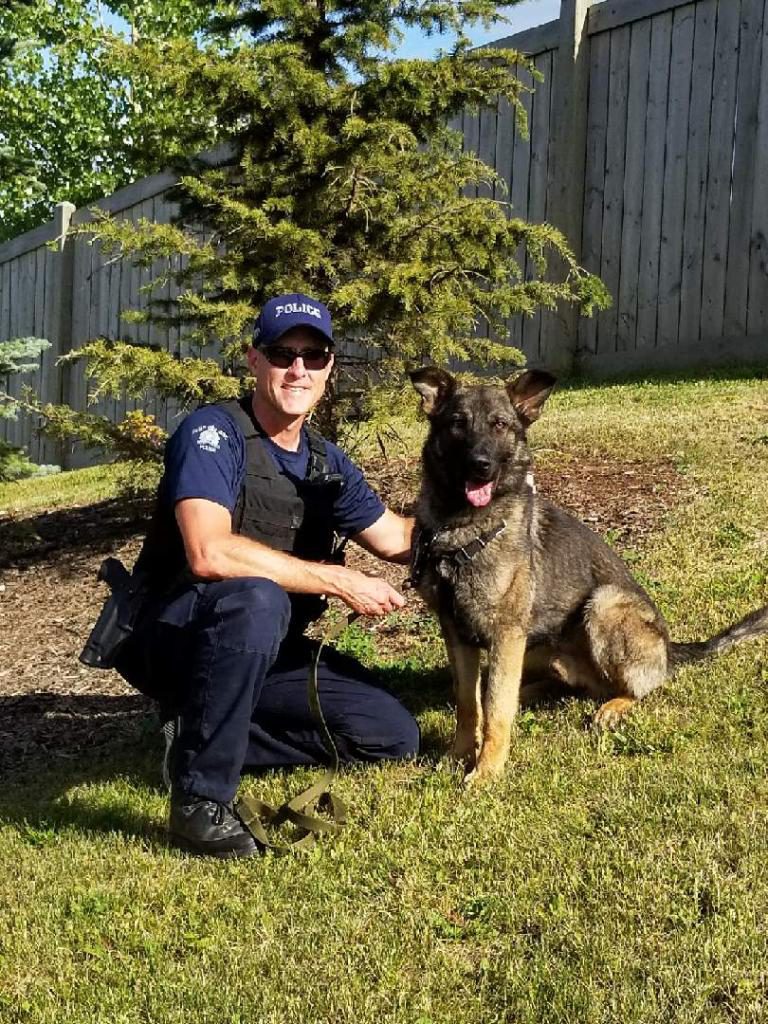 Comox Valley police service dog Hammer shines on three separate occasions