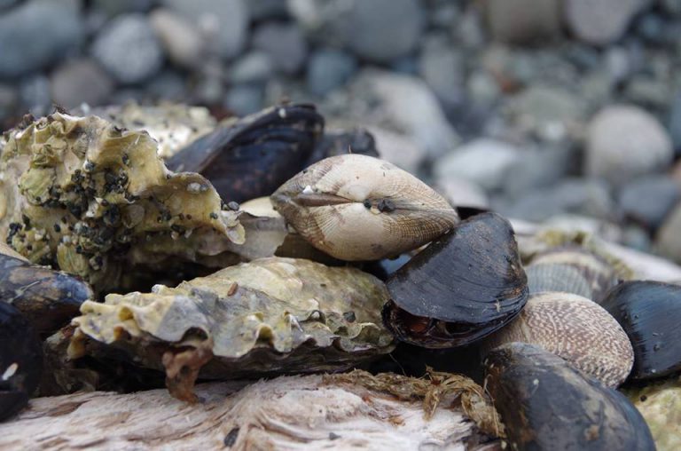 Texada residents opposed to possible shellfish farm