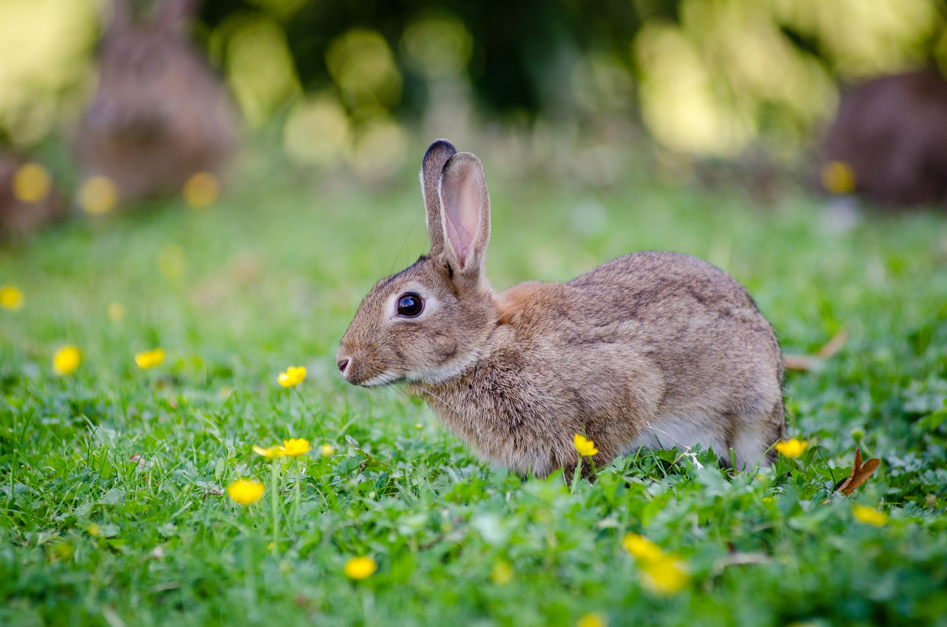 Rabbit virus found again on Vancouver Island