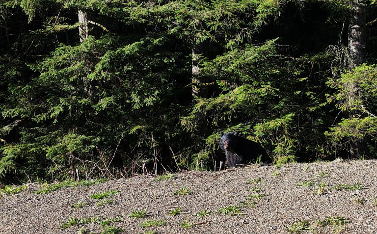 Three black bears causing concern in Courtenay: conservation