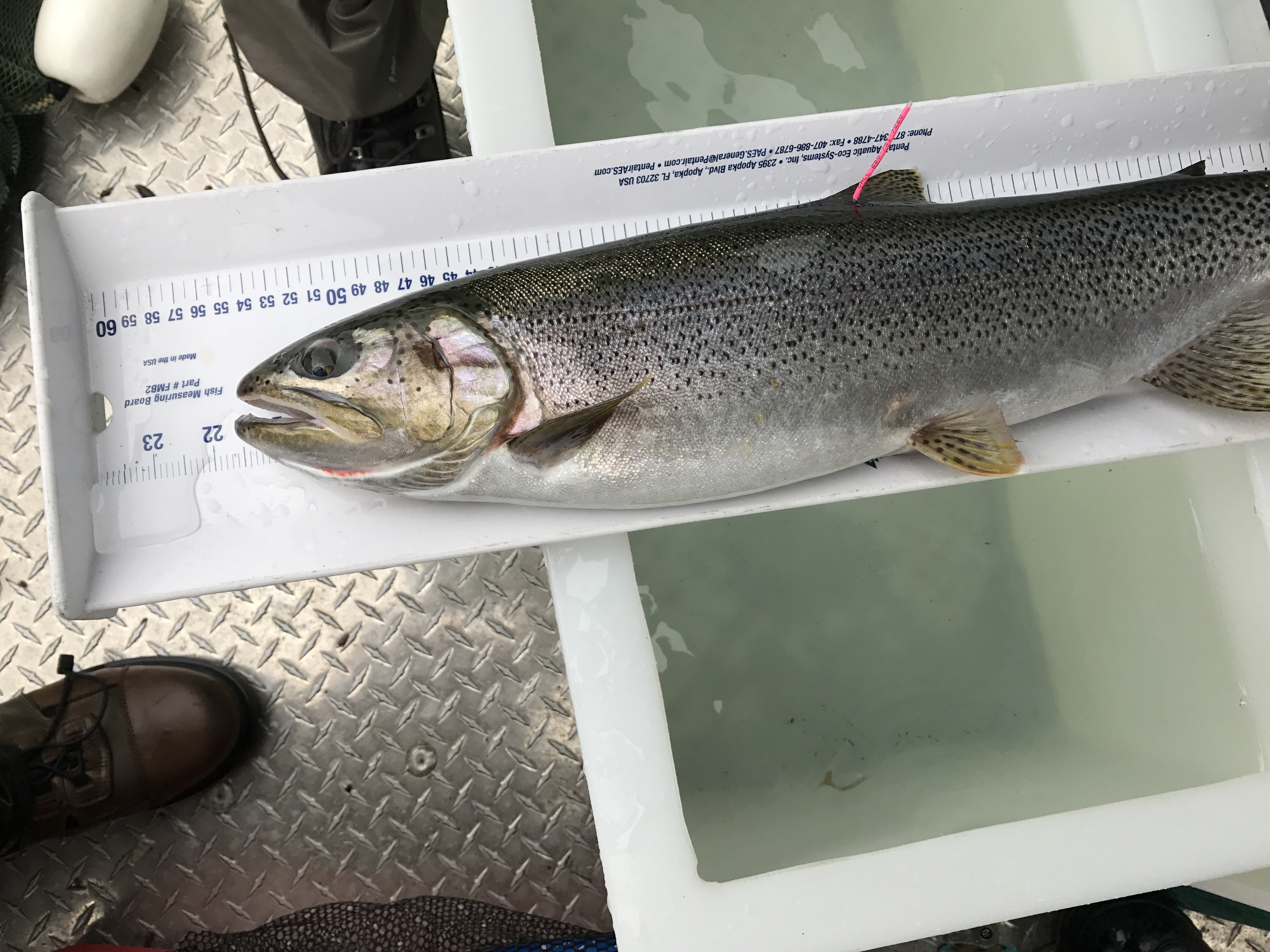 Anglers at Horne Lake can receive rewards for catching tagged