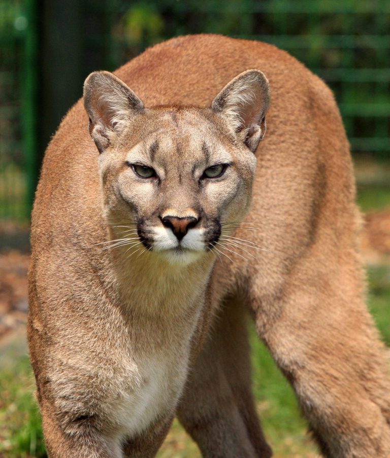 Cougar spotted near elementary school south of town