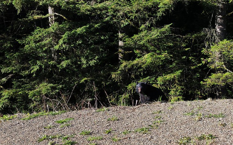 Garbage bringing black bears out in droves