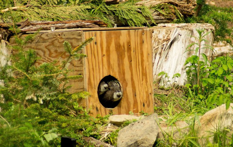 Endangered Island marmots to be relocated for recovery program