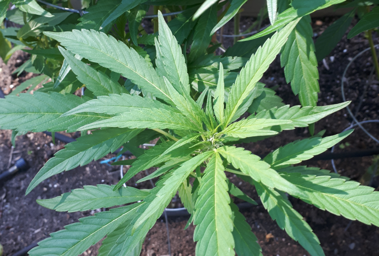 Government cannabis store set to open in Campbell River