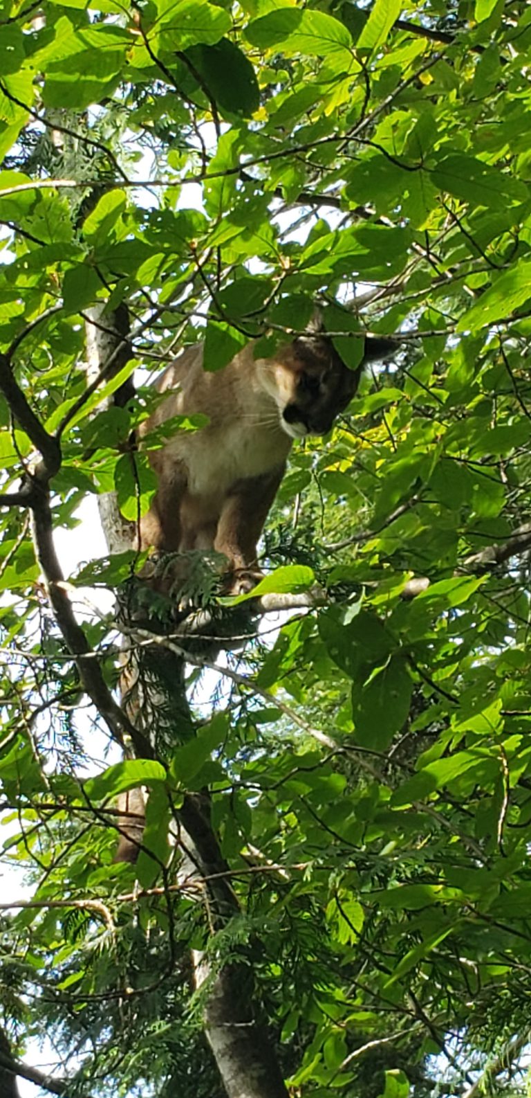 VIDEO: Up close cougar encounter for Campbell River woman