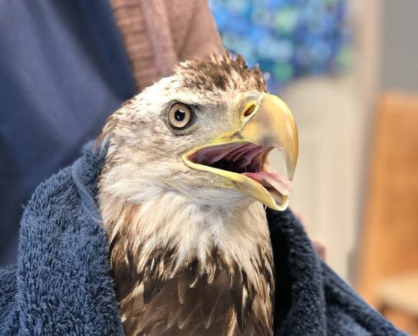 Boaters rescue injured eagle
