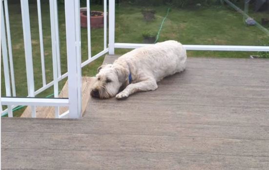 Woman looking for help finding hurt dog