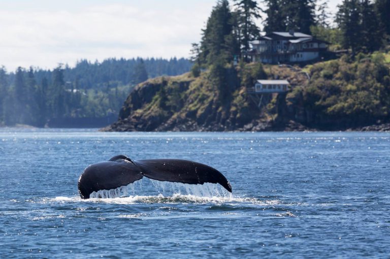Destination Campbell River working to attract more visitors