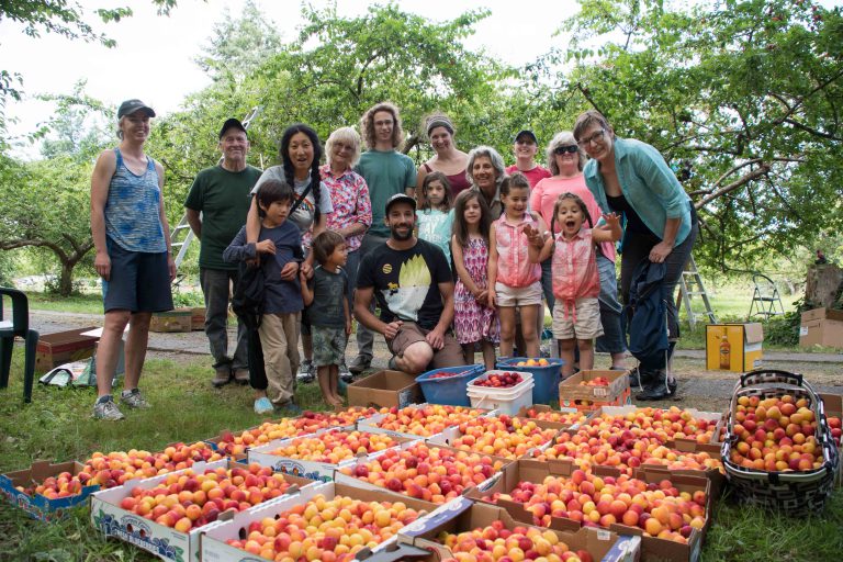 LUSH Valley Farm looking for volunteers to help with Gleaning program