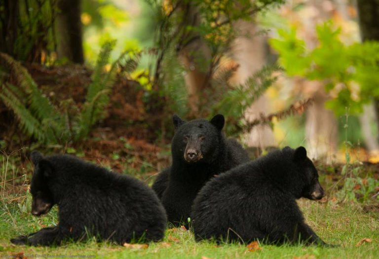 MARS warns that feeding bears is ‘a very bad idea’