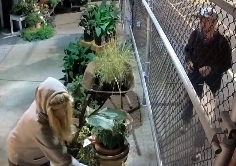 RCMP, Crime Stoppers asking for assistance after Thrifty’s theft