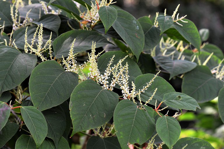 See knotweed? Call it in
