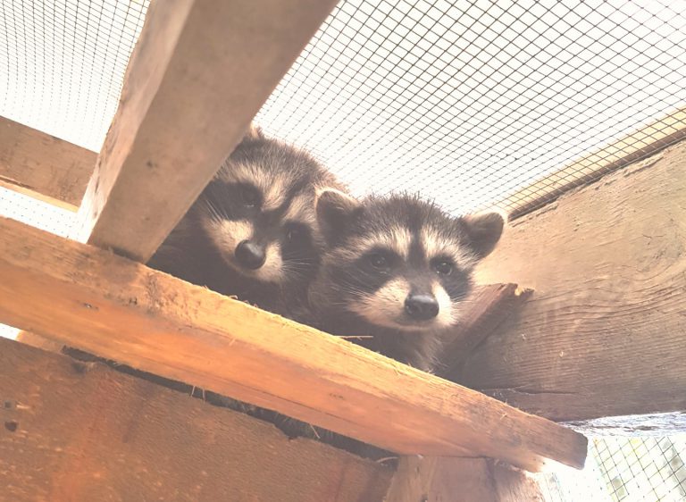 MARS calls for help to feed orphaned raccoons