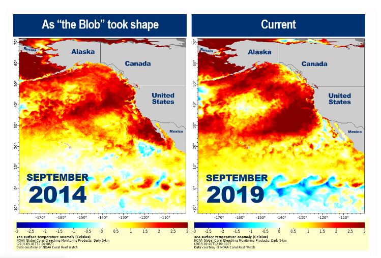 ‘Son of Blob’ warming ocean off B.C. Coast