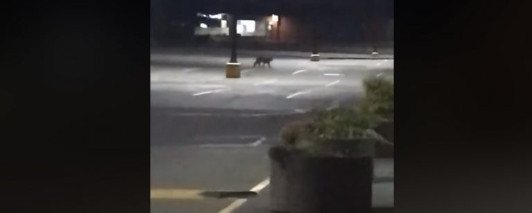 VIDEO: Cougar sighting near Thrifty Foods