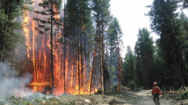 Courtenay library hosting talk on surviving BC’s new wildfire reality