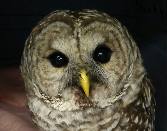 Injured owl beats odds, thanks to Good Samaritan
