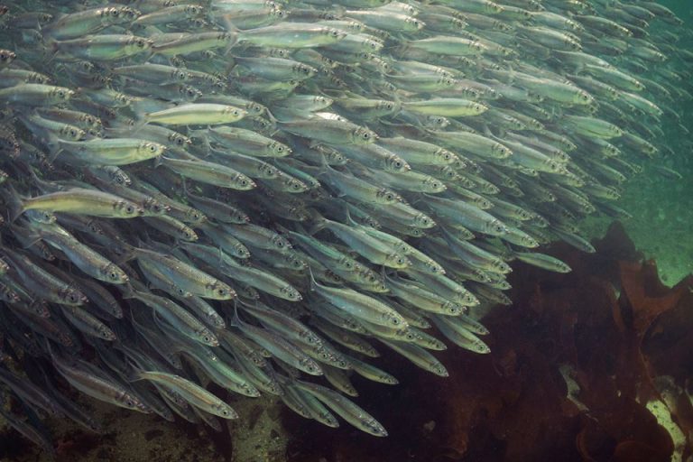 Group says DFO’s predicted herring return ‘extremely inaccurate’
