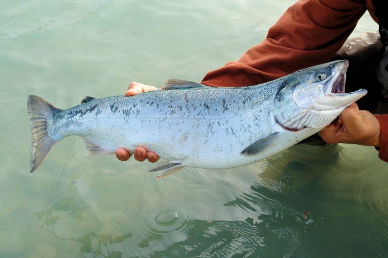 DFO criticized after Pacific salmon fishery loses MSC eco-certification