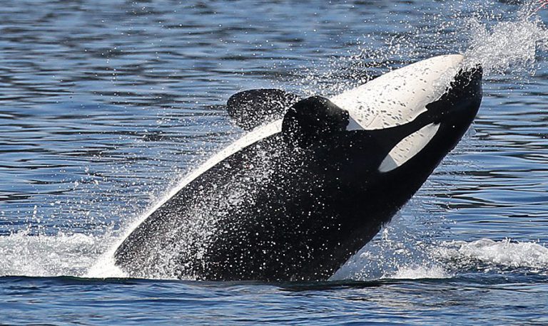 Activist set to clash with whale watching industry