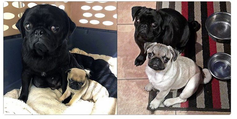 Pug mom, pup thriving after being surrendered from Vancouver Island property