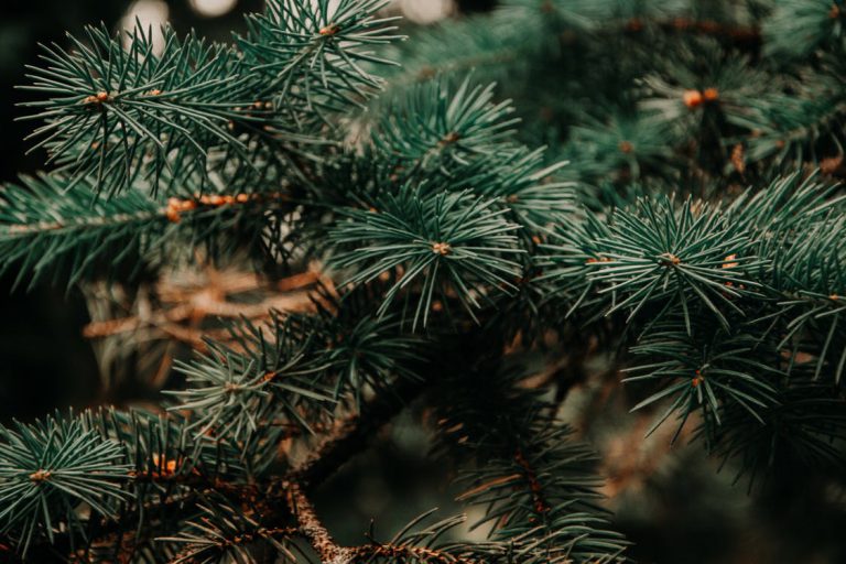 Proceeds from Campbell River tree chipping will go to local charities