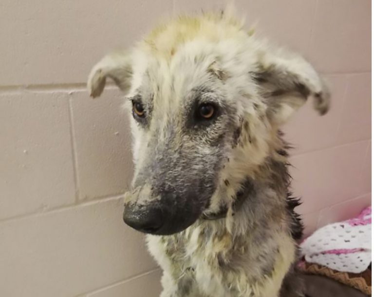 BC SPCA hopes you can give ‘Marshall’ a helping paw
